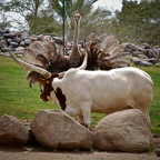 Watusi Cattle and Ostrich Showdown